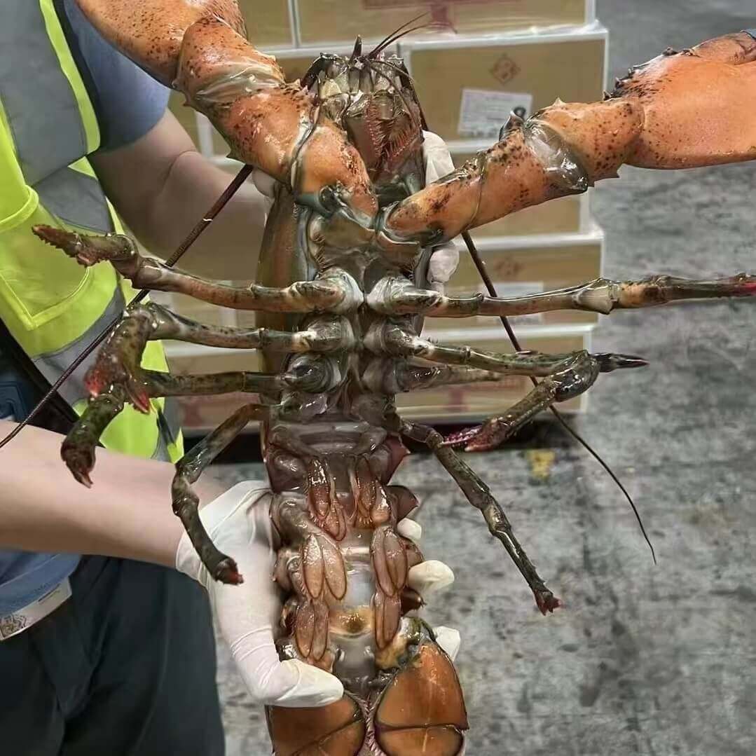 冰鲜|鲜活|冷冻虾类