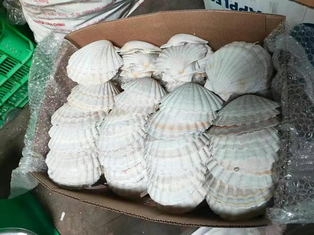 泰国日月贝贝壳广州黄埔港进口清关手续流程案例