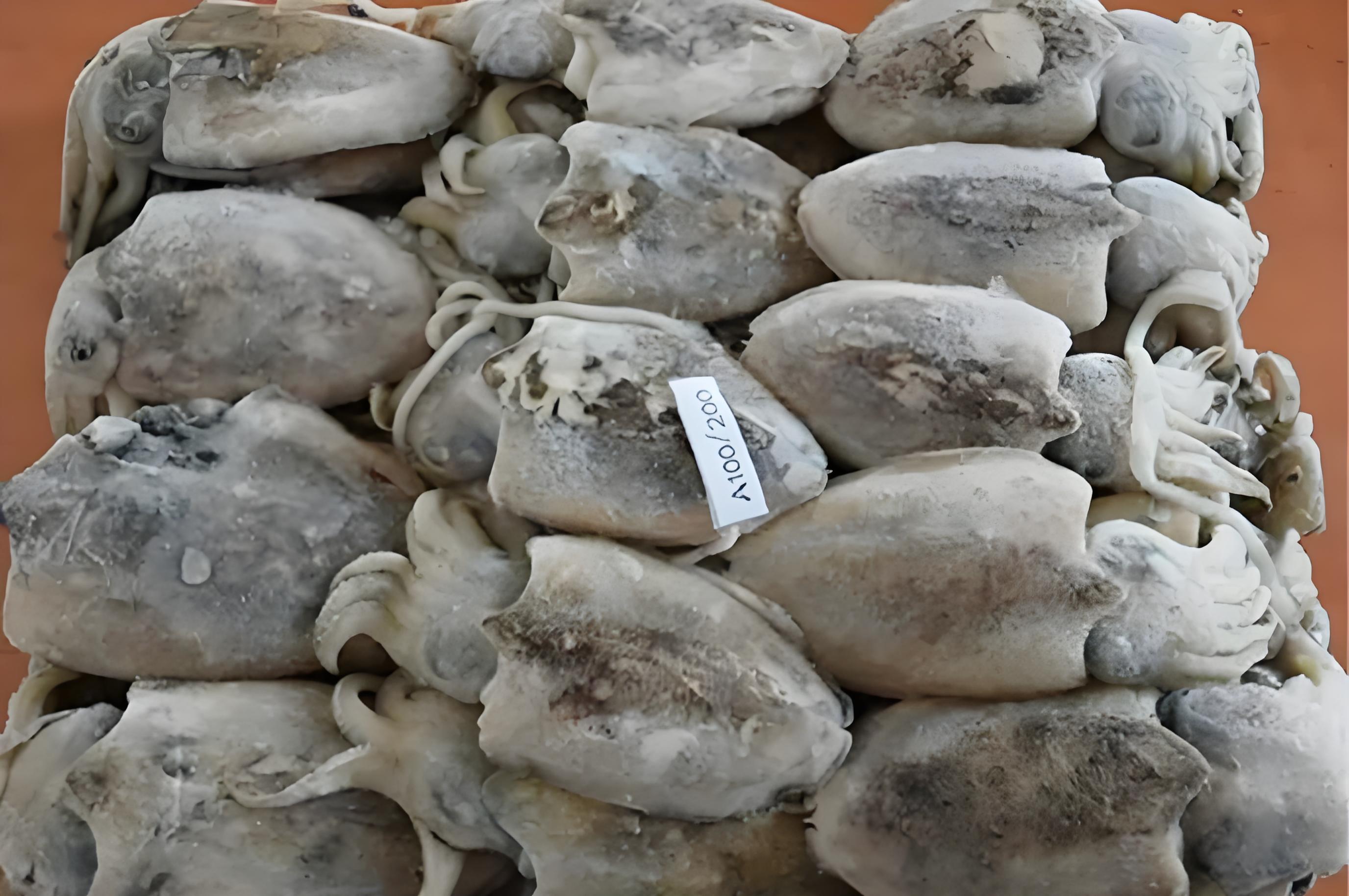 马来西亚冻墨鱼进口报关费用到广州南沙代理案例