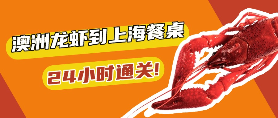 24小时通关！澳洲龙虾到上海餐桌的生死时速